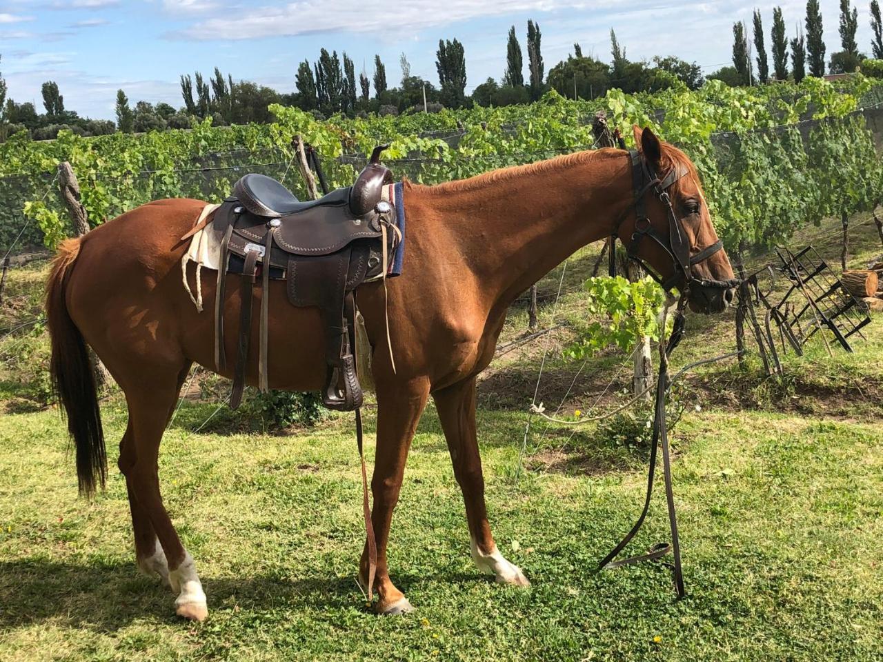 Chaglasian Wine & * San Rafael (Mendoza)